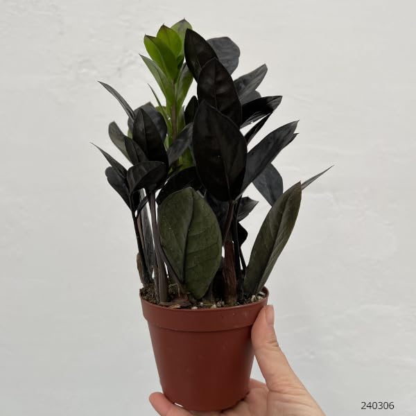 Amazon｜ザミオクルカス：レイヴン3号ポット[浅岡園芸]｜観葉植物